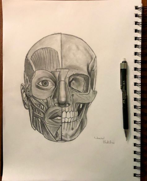 Face Muscles Anatomy, Half Face Drawing, Human Skull Drawing, Human Face Drawing, How To Draw Muscles, Artistic Anatomy, Arm Anatomy, Medical Drawings, Muscles Of The Face