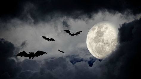 A DIY Bat Costume so Easy No One Will Know It Only Took 10 Minutes Moon, Halloween