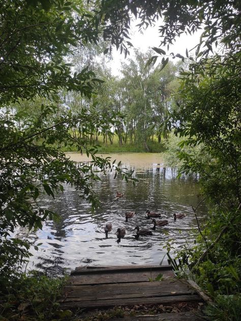 lake duck trees Duck Pond Aesthetic, Irish Forest, Pond With Ducks, Duck Ponds, 2024 Manifestations, Draw Reference, Pond Landscaping, Duck Pond, Small Lake