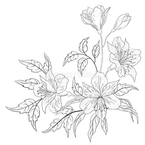 Flower alstroemeria, contour vector illustration Alstroemeria Drawing, Flowers Bouquet Drawing, Bouquet Drawing, Flower Bouquet Drawing, Drawing Black And White, Peruvian Lilies, 11 December, Bloom Blossom, Contour Drawing