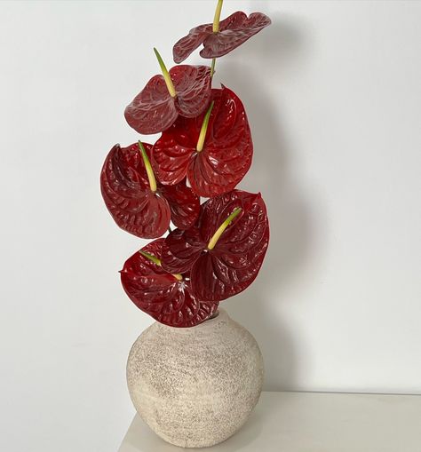 Anthurium, love this flower and this color 🌹🌹🌹 P.S: thank you @viverosguzmanoficial for this anthurium. Anthirrinum Plant, Red Flowers Arrangements, Anthurium Arrangement, Red Centerpieces, Anthurium Flower, Vase Arrangements, Supper Club, Outdoor Wedding Decorations, Ikebana