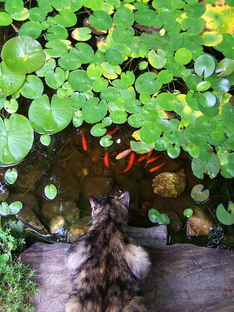 https://flic.kr/p/4Wzukv | Sammi & fish | cat, goldfish, koi, pond Cat Pond, Cat Pose, Nice Pictures, Cat Tail, Koi Pond, Goldfish, Mole, Koi, Picture Book