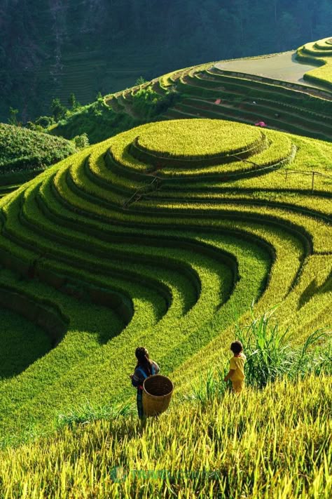 Terrace Rice Field, Terraced Rice Fields, Rice Fields Aesthetic, Rice Field Aesthetic, Terrace Farming, Rice Farm, Rice Farmers, Banaue Rice Terraces, Banaue