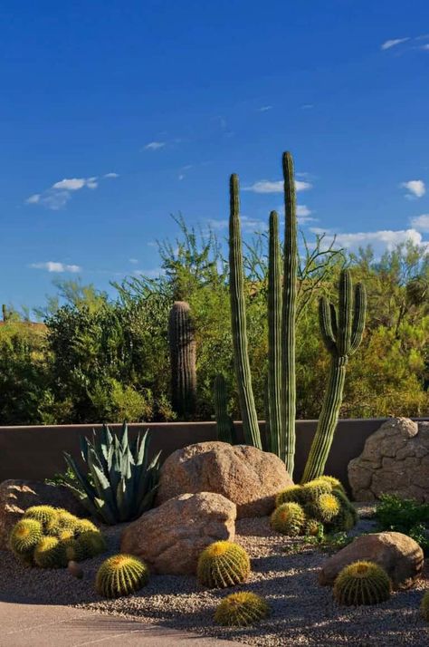 Sensational contemporary desert home blurring indoor/outdoor boundaries Desert Landscaping Backyard, Desert Landscape Design, Cactus Garden Landscaping, Desert Backyard, Arizona Backyard, Low Water Gardening, Arizona Landscape, Desert Design, Dry Garden