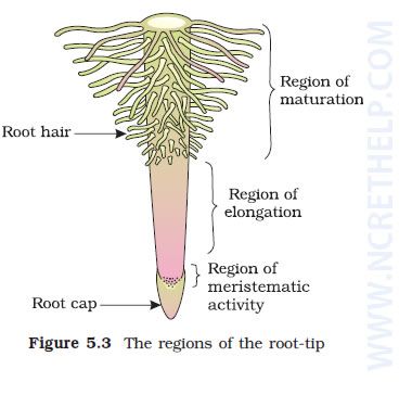 Regions of the root Root Diagram, Notes For Biology, Biology Terms, Morphology Of Flowering Plants, Plant Taxonomy, Plant Morphology, Class 11 Notes, Biology Class 11, Bio Project