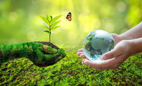 Concept Save the world save environment The world is in the grass of the green bokeh background Growing Seedlings, Save Environment, World Environment Day, Environment Day, Environmental Conservation, Bokeh Background, Green Earth, Save The World, Inspirational Posters