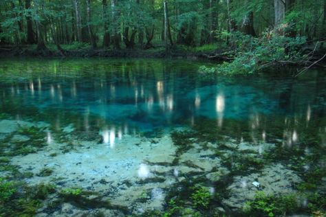 Flooded Forest, Florida Destinations, Florida, Forest, Natural Landmarks, Photography, Travel, Nature