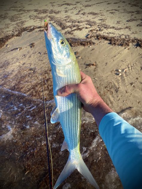 Bonefish caught on the fly rod. Carp Flies, Diy Fishing, Live Bait, Fishing Diy, Surf Fishing, Fishing Adventure, Fly Rods, Back Door, Rod And Reel