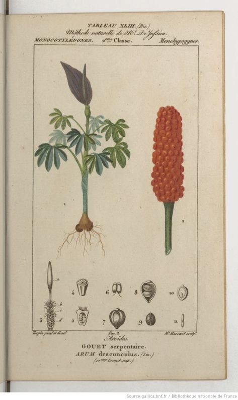 Gouet serpentaire, Leçons de flore. Planches / . Cours complet de botanique, explication de tous les systèmes, introduction à l'étude des plantes par J. L. M. Poiret,... Suivi d'une iconographie végétale en cinquante six planches coloriées... par P. J. F. Turpin | 1819-1820