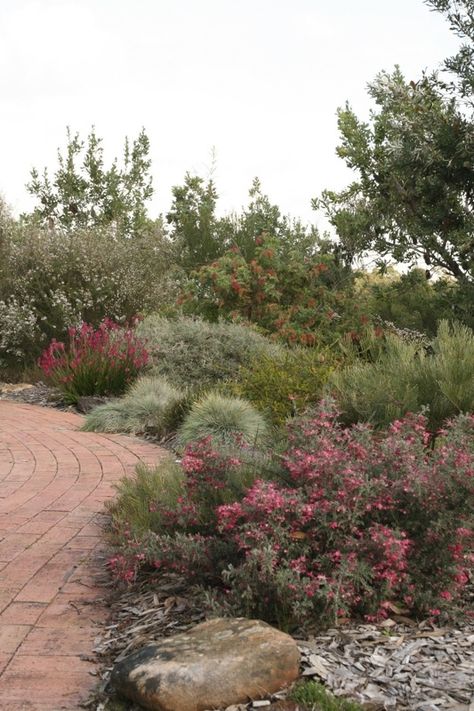 australian landscapes by ian johnson | Australian gardens – landscape & plants | GardenDrum Australian Gardens, Australian Garden Design, Bush Garden, Australian Native Garden, Drought Tolerant Garden, Landscaping Inspiration, Landscape Plants, Dry Garden, Australian Plants