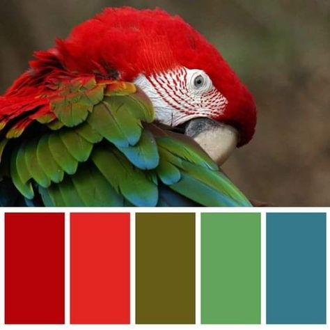 Bohemian Color Palette, Paint Color Combos, Yarn Color Combinations, Red Colour Palette, Color Schemes Colour Palettes, Nature Color Palette, Bohemian Colors, Color Palette Design, Color Harmony