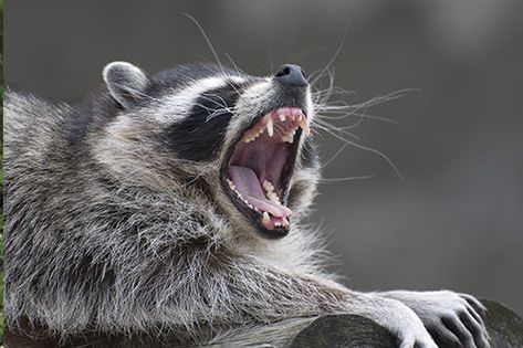 Raccoon Teeth, Raccoon Drawing, Teeth Drawing, Cute Raccoon, Border Collie Dog, Trash Panda, Little Critter, Open Mouth, Racoon