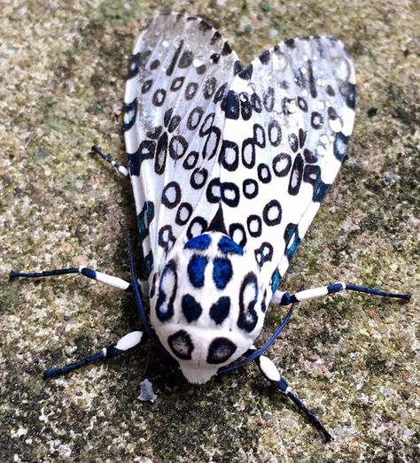 Giant Leopard Moth, Moth Artwork, Leopard Moth, Moth Species, Moth Tattoo, Beautiful Butterflies Art, Animal Study, Cool Bugs, Rare Animals