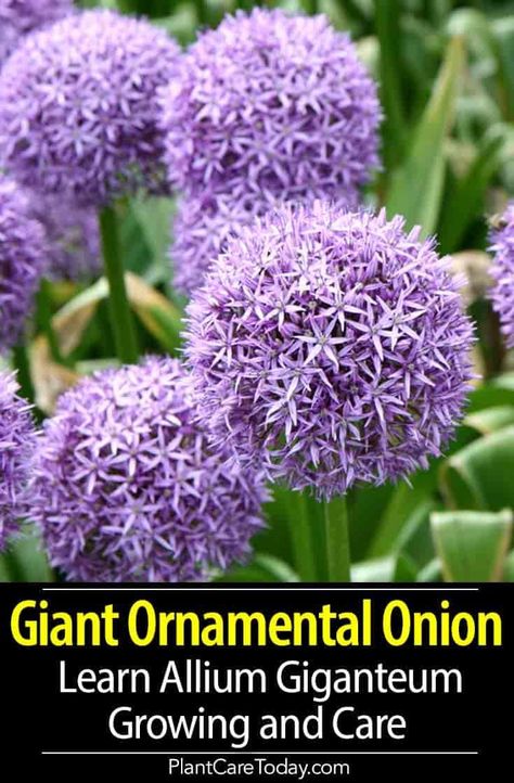 Growing Allium Giganteum: Learn Giant Ornamental Onion Care Giant Onion Flower, Ornamental Onion Allium Flowers, Globe Flowers, Garden Onions, Onion Flowers, Ornamental Onion, Coquette Flowers, Allium Giganteum, Globe Flower