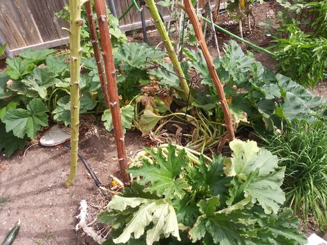 Using Sunflower Stalks in Your Garden! – Oma's Gardens Sunflower Trellis Ideas, Sunflower Stalk Uses, Mammoth Sunflower, Dried Sunflowers, Giant Sunflower, Dry Plants, Edible Plants, Garden Tips, Garden Stakes