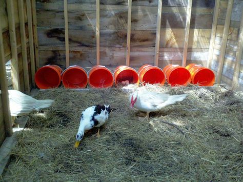 easy and cheap nest boxes Chicken Run Roof, Pvc Chicken Run, Easy Chicken Run, Chicken Housing, Duck Nesting, Duck Enclosure, Muscovy Ducks, Duck Pens, Cheap Chicken Coops