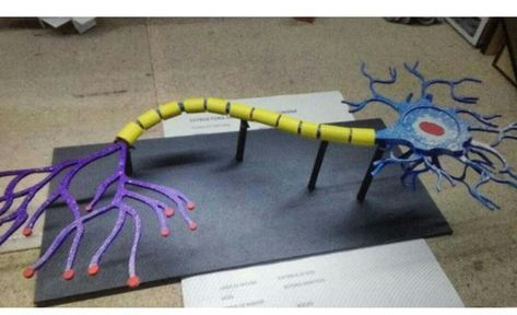 Neuron Model, Human Body Science Projects, Sistem Saraf, Human Body Science, Cells Project, School Science Projects, Science Models, Biology Projects, Cell Model