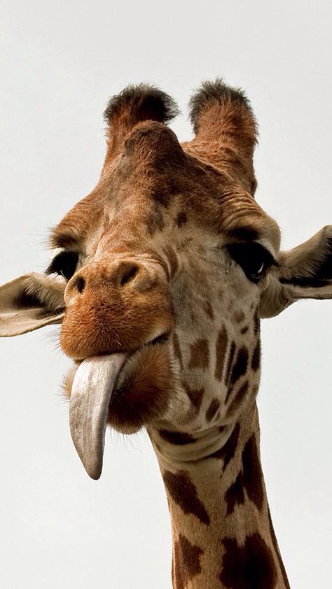 Giraffe Tongue, Giraffe Photos, Giraffe Pictures, Wild Animal Wallpaper, Funny Giraffe, Cute Dog Pictures, Cute Giraffe, To Be Loved, Animal Wallpaper