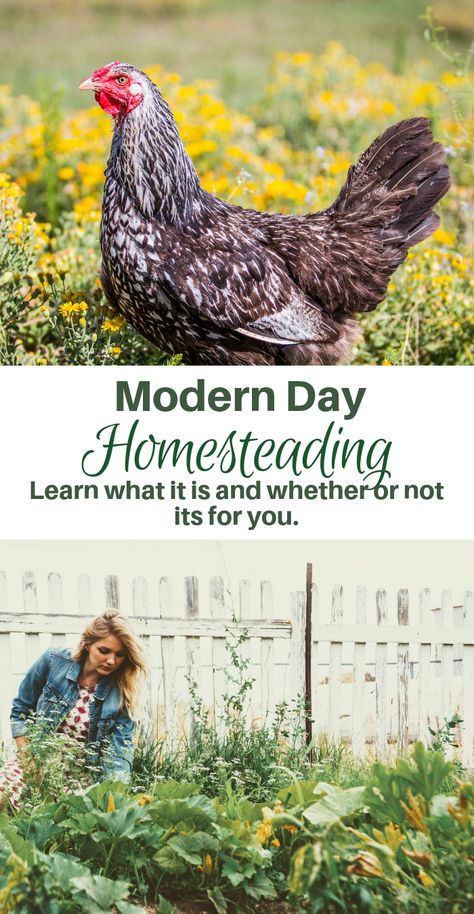 Homesteading For Beginners, Modern Homesteading, Homesteading Diy, Homesteading Skills, Easy Landscaping, Backyard Sheds, Backyard Farming, Organic Gardening Tips, Landscaping Tips