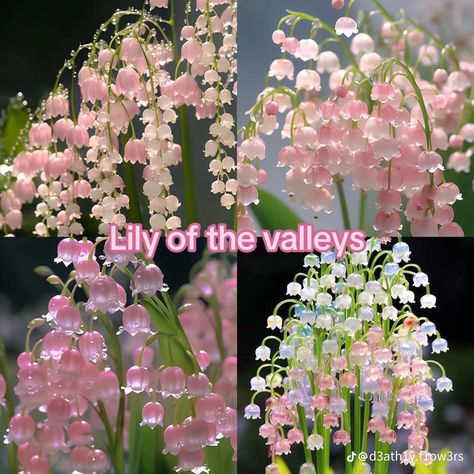 Names Of Flowers, Flowers Name, Pretty Flowers Pictures, Cute Name, Lily Of The Valley Flowers, Valley Flowers, Flower Meanings, Nothing But Flowers, Flower Therapy