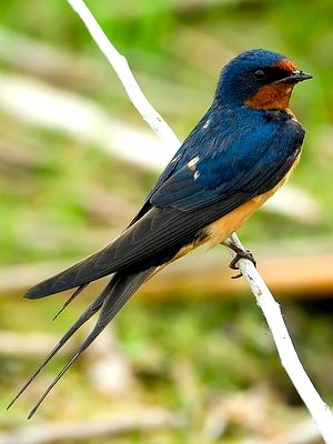 Barn Swallow, Swallow Bird, Kinds Of Birds, St Charles, Backyard Birds, Bird Pictures, Pretty Birds, Bird Photo, Colorful Birds