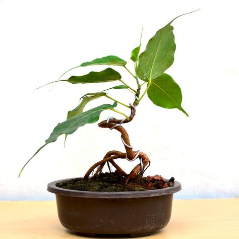 Ficus Religiosa, Peepal Tree, Bonsai Ficus, Bonsai Care, Mame Bonsai, Bodhi Tree, Gautama Buddha, Bonsai Art, Fast Growing Plants