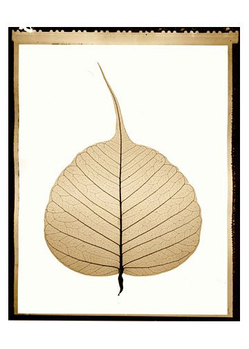 The bodhi leaf - symbolizes Buddha's achieving full Enlightenment under the bodhi tree Bodhi Tree Tattoo, Bodhi Tree Leaf, Buddah Images, Bodhi Tattoo, Buddha Board, Bodhi Leaf, Buddhist Symbols, Bodhi Tree, Human Canvas