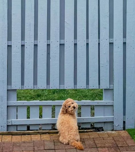 Window In Fence, Dog Window In Fence, Fence Window, Dog Enclosures, Dog Window, Outside Dogs, Old Fences, Happy Puppy, Backyard Fences