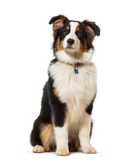 Australian shepherd sitting against whit... | Premium Photo #Freepik #photo #australian-shepherd #dog-isolated #black-dog #white-dog Dog Side View, Mini Aussie Shepherd, White Background Photography, Animal Photography Wildlife, Aussie Shepherd, Dog White, Mini Aussie, Gym Room At Home, Photography Wildlife