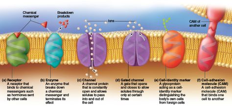 This diagram shows the functions of proteins found in the plasma membrane. Cell Membrane Structure, Anaerobic Respiration, Cell Transport, Physics Projects, Membrane Structure, Plasma Membrane, Medical School Life, Cellular Respiration, Nursing School Survival