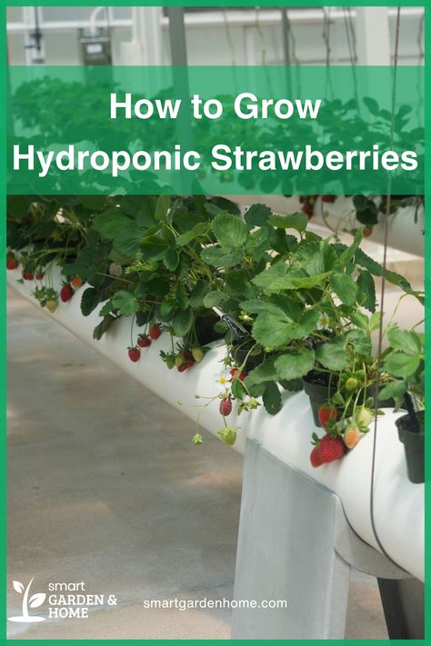 Dreaming of fresh, juicy strawberries? You can grow them hydroponically, without soil!

Enjoy pest-free, high-yield harvests with less water and space needed.

Check out this guide to start your own hydroponic strawberry farm! Ways To Grow Strawberries, Vertical Hydroponics, Hydroponic Strawberries, Types Of Strawberries, Grow Strawberries, Hydroponic Farming, Aquaponic Gardening, Strawberry Farm, Growing Strawberries