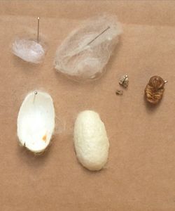 Dissect a silk worm cocoon to study metamorphosis Cocoon Art, Silk Worm, Silkworm Cocoon, Materials Science, Preschool Curriculum, Ancient China, Zoology, To Study, Preschool