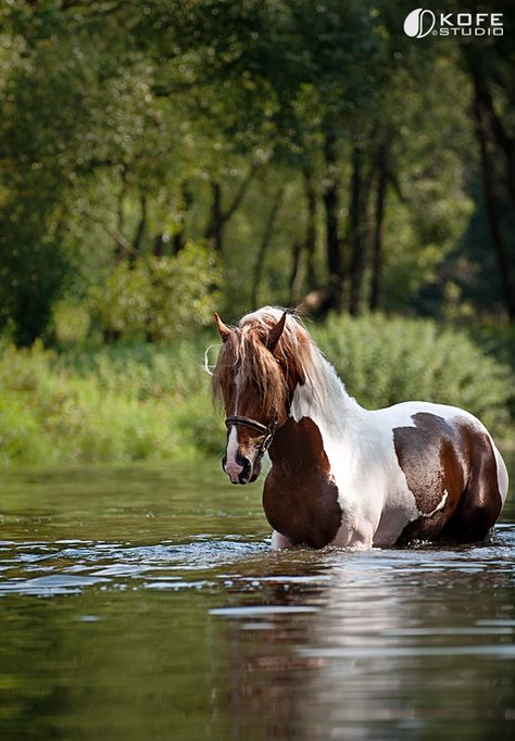 Pinto Horse, Most Beautiful Animals, Majestic Horse, Foto Tips, All The Pretty Horses, Limassol, Horse Crazy, Cute Horses, Horse Photos