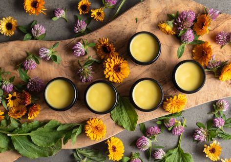 Wild Infused Spring Skin Salve - Traditional Medicinals Herbs List, Spring Skin, Salve Recipes, Harvesting Herbs, Herbal Salves, Diy Lotion, Red Clover, Herbal Tinctures, Ayurvedic Herbs