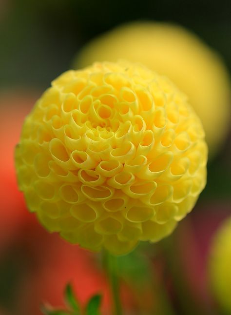 Yellow Dahlia, نباتات منزلية, Gladioli, Ranunculus, Yellow Flower, Exotic Flowers, Flower Beauty, Beautiful Blooms, Dream Garden