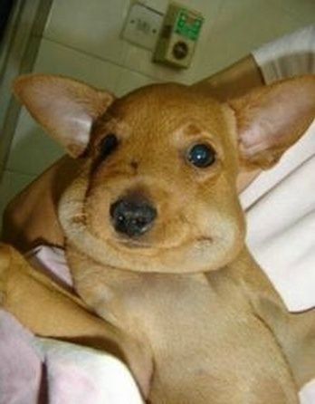 �I�m still cute, right?� | 18 Pets Who Learned The Hard Way Not To Play With Bees Dog Bee Sting, Bee Dog, Bee Sting, Dog Biting, Silly Cats, The Hard Way, Cat Nap, Mans Best Friend, Dog Owners