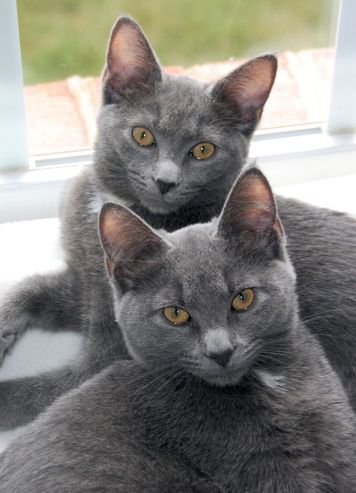 Korat Cat, Kitty Tattoos, Gray Cats, Nebelung, Laperm, Selkirk Rex, Cat Personalities, Cat Book, Korat