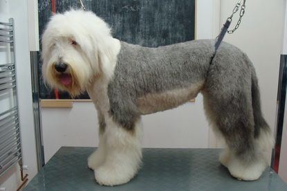 Old English Sheepdog Haircut, Grooming Room, English Sheepdog Puppy, Old English Sheepdog Puppy, Sheepdog Puppy, Spitz Breeds, Puppy Haircut, Dog Corner, Sheep Dogs