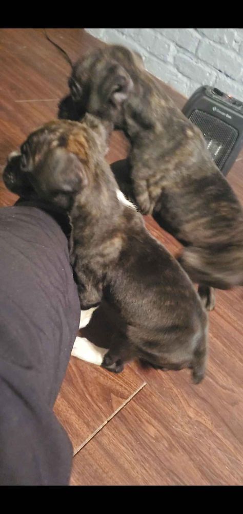 O'daylon Thibeaux Has Boxer Puppies For Sale In Pensacola, FL On AKC PuppyFinder Boxers Puppies, Boxer Puppies For Sale, Puppies For Sale Near Me, Boxer Puppies, Pensacola Fl, American Kennel Club, Crockpot Chicken, Puppies For Sale, Cute Dog