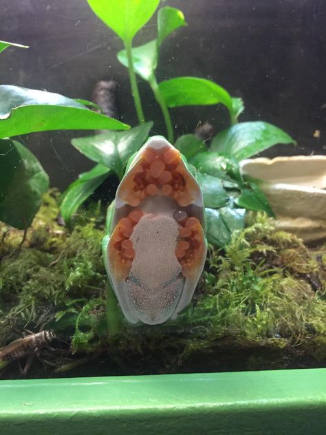 A frog sitting on a glass tank! - Imgur Frog Pet, Frog Terrarium, Frog Tank, Funny Photoshop Pictures, Frog Sitting, Frog Pins, Funny Photoshop, People Having Fun, Frog And Toad