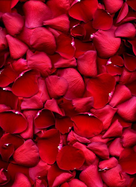 .Rose petals.                    t Red Rose Petals Aesthetic, Rose Background Wallpapers, Rose Petals Aesthetic, Rose Petals Wallpaper, Rose Patels, Rose Asthetics, Rose Petals Background, Red Rose Pictures, Drawing Roses