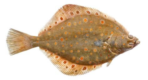 Plaice Fish Isolated on White Background. Fresh Flounder Stock Photo - Image of flatfish, fish: 196481516 How To Cook Flounder, Underwater Cartoon, Fish Sketch, Flat Fish, Flounder Fishing, Plant Insects, Sketch Icon, Drawn Fish, Fishing Photos