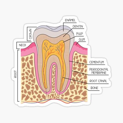 Teeth Diagram, Tooth Anatomy, Tooth Sticker, Teeth Anatomy, Dentist Day, Dental Anatomy, Dental Student, Human Anatomy And Physiology, Body Anatomy