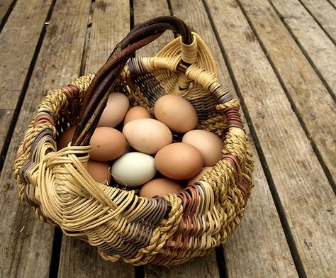 Appalachian egg basket, appropriately full of eggs. They are also referred to as a "buttocks Basket." And heavily used as a purse in the Carolina back country during the 18th century. Appalachian Food, Basket Of Eggs, Eggs Basket, Collecting Eggs, Eggs In A Basket, Porch Parties, Basket Weaver, Old Baskets, Hen Chicken