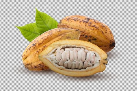 Alpha Background, Cocoa Fruit, Avocado Tree, Cacao Beans, Chocolate Fruit, Theobroma Cacao, Food Packaging Design, Diet Help, Fruit Design