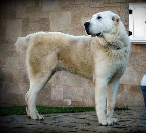 Dogs Tattoo Ideas, Asian Shepherd Dog, Alabai Dog, Central Asian Shepherd, Asian Dogs, Dog Types, Loyal Dog Breeds, Kangal Dog, Livestock Guardian Dog