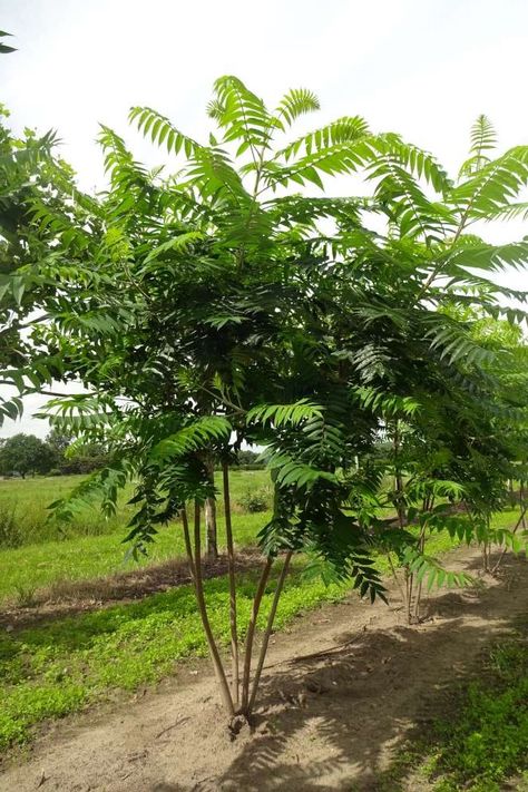 Rhus Typhina, Sophora Japonica, Honey Locust, Hope Photos, Backyard Plants, Gravel Garden, Tree Nursery, Patio Garden Design, Romantic Garden