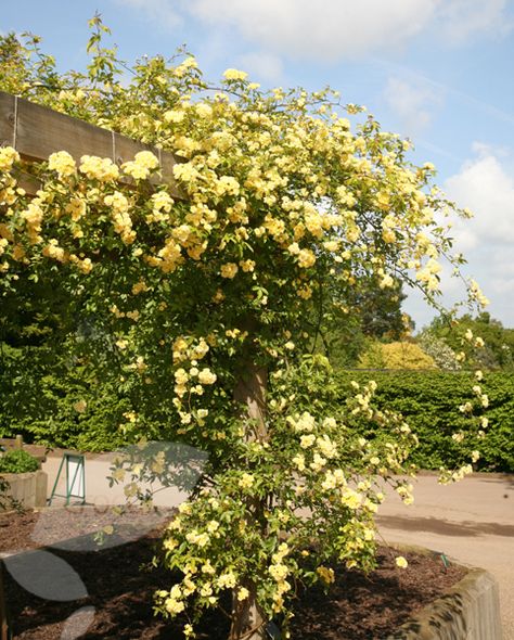 Buy rose (rambler) Rosa banksiae 'Lutea': Delivery by Waitrose Garden in association with Crocus Yellow Climbing Rose, Rosa Banksiae, Rose Climbing, Blooming Trees, Backyard Inspiration, Shade Trees, Climbing Roses, Daylilies, Trees And Shrubs