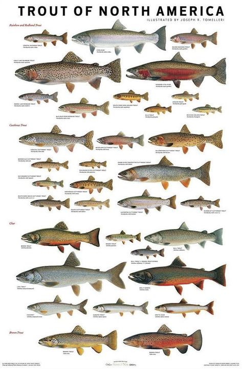 Know your species of trout.  Here is a handy chart to identify them in the wild.  South Fork Anglers has guided wade and float trips available to improve your fly fishing skills and knowledge of where to fish on the Rio Grande River near South Fork, CO.  Book your trip early.  Season dates fill up quickly.  We have guides for families, men, women and kids. Salmon Species, Fish Chart, Trout Fishing Tips, Fish Artwork, Fish Breeding, Crappie Fishing, Types Of Fish, Freshwater Fishing, Carp Fishing