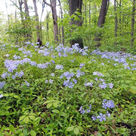 Phlox Divaricata, Soft Blue Flowers, Master Gardener Program, Phlox Flowers, Creeping Phlox, Perennial Bulbs, Hillside Garden, Native Plant Gardening, Cottage Garden Design